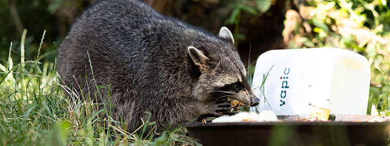 Vapic Patenschaft Wildpark Pforzheim Waschbär